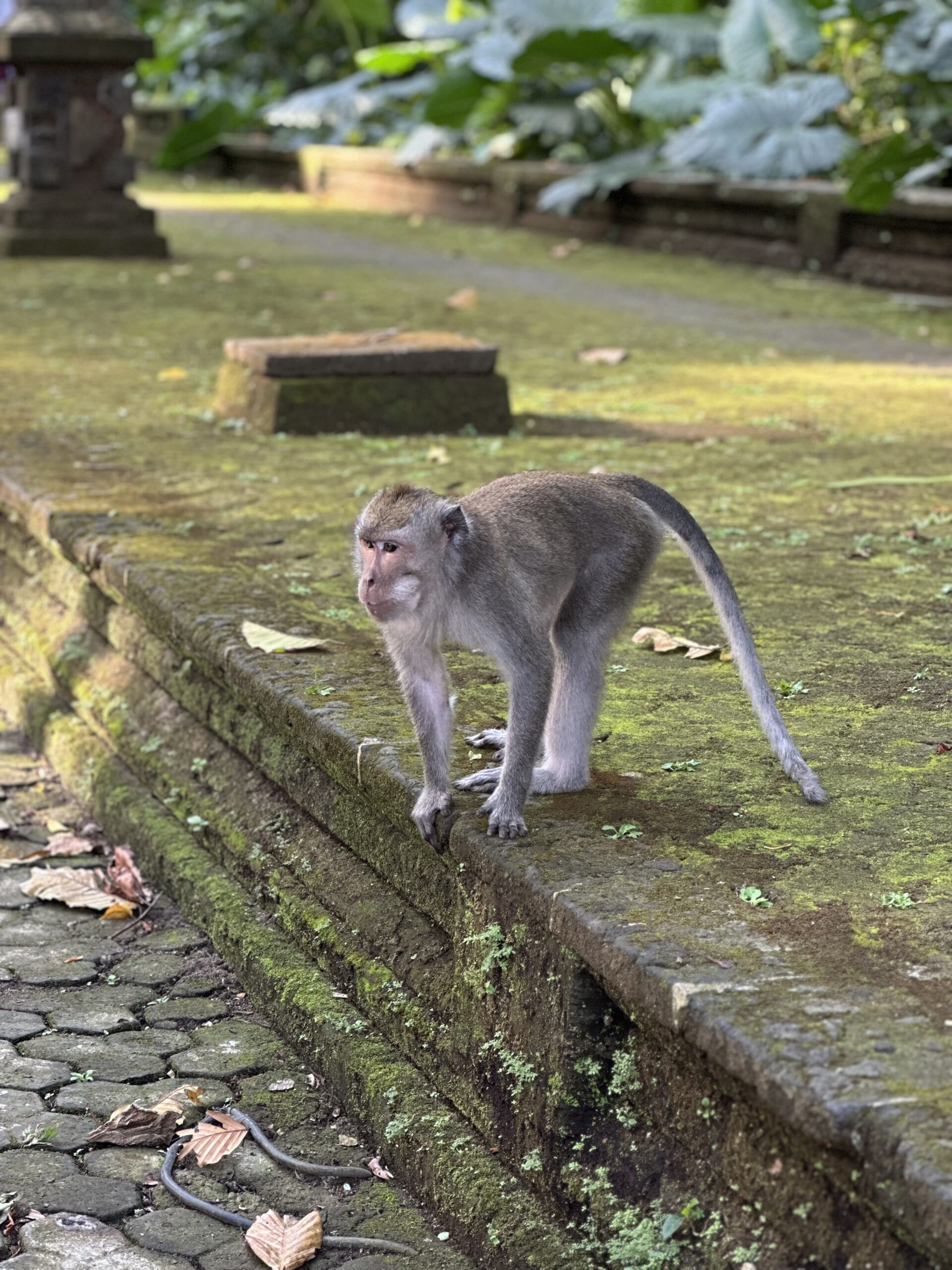 Sangeh Monkey Forest Bali
